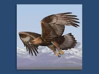 Steinadler